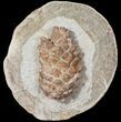 D, Oligocene Aged Fossil Pine Cone - Germany #50768-1